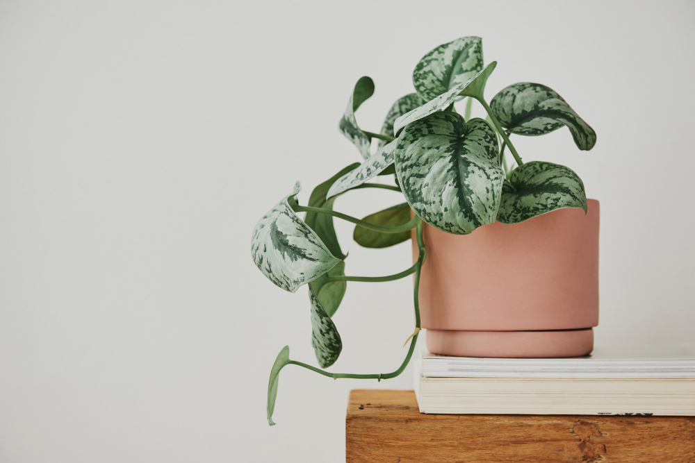 plantes d interior sense llum Freepik 